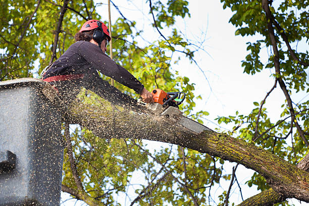 Best Best Tree Removal Services  in USA